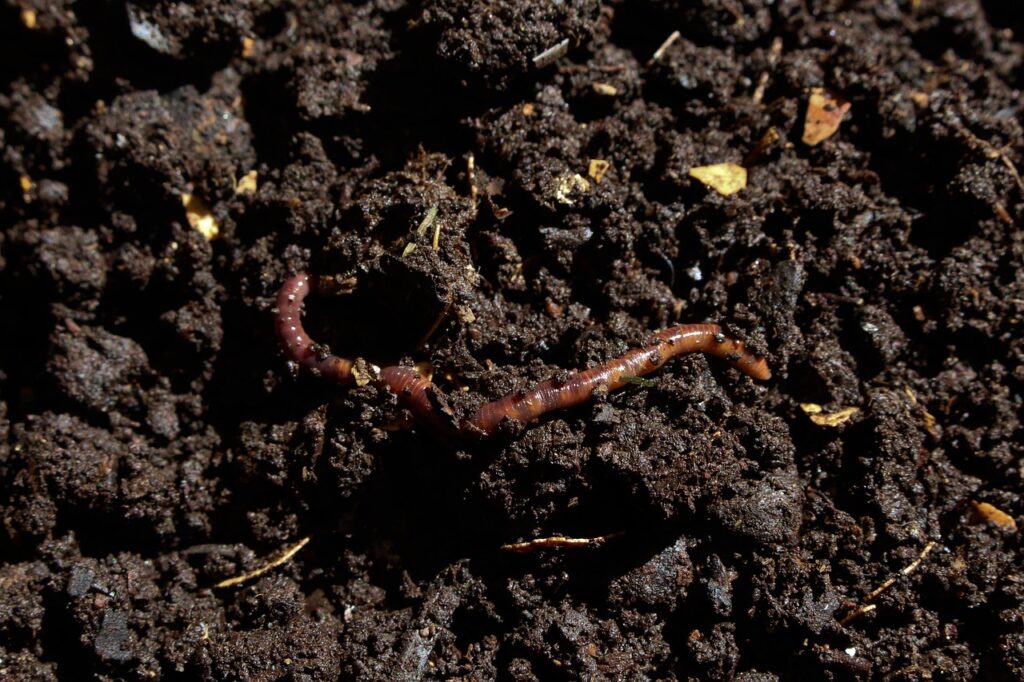 compost, earthworm, worm, sustainability, organic waste, earth, dirt, soil, compost, compost, compost, compost, compost, earthworm, earthworm
