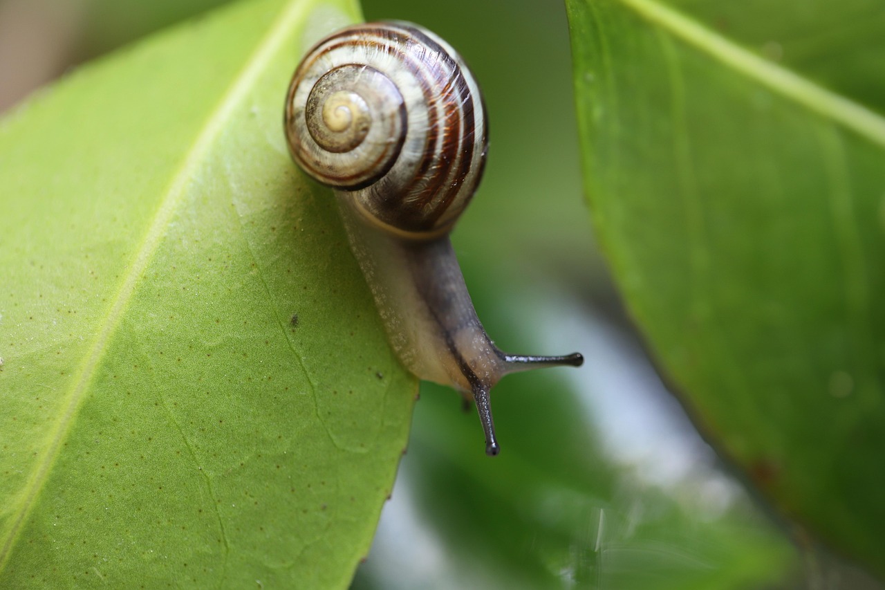snail, banded snail, garden snail, shell, sensor, wildlife, nature, animal, green leaf, spiral, snail, snail, snail, snail, snail