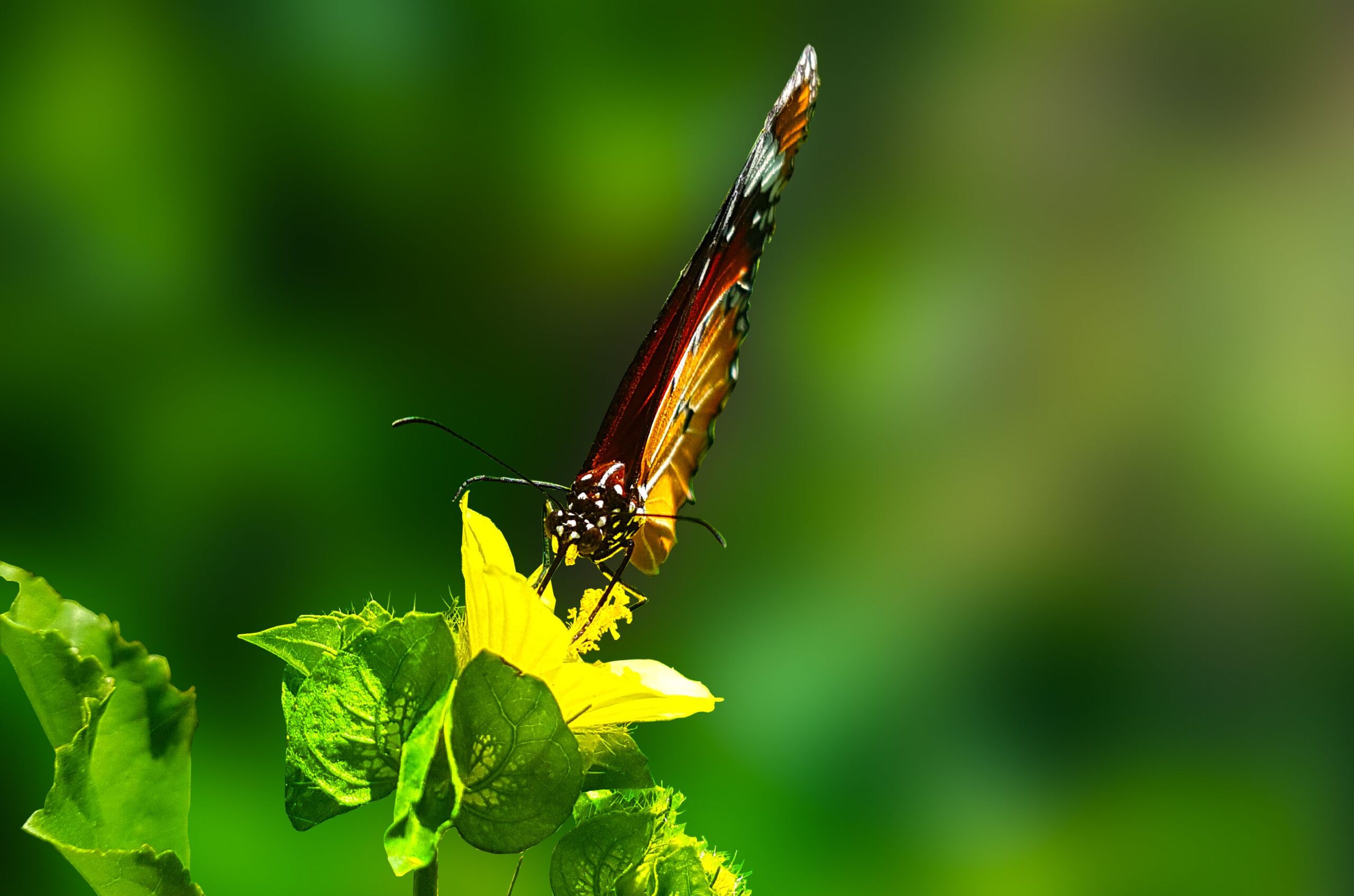 A close-up of a colorful butterfly perched on a bright yellow flower in a lush garden.