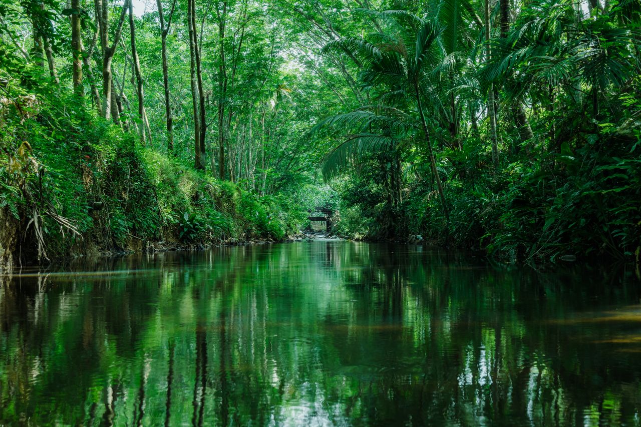 Home Serene jungle river in lush greenery with calm reflections and rich vegetation.